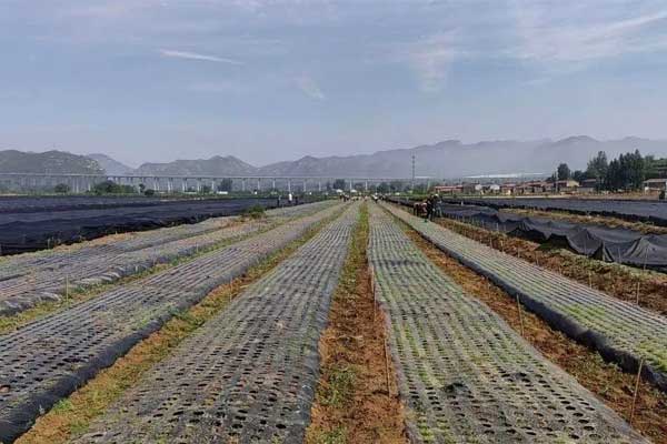 J9集团中药材规范化种植基地